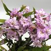 Den. moniliforme Taihoukei (3)